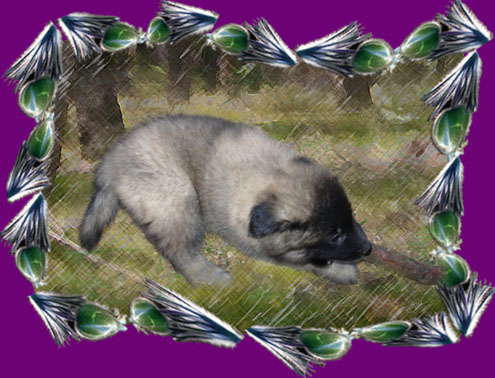 photo tervueren
